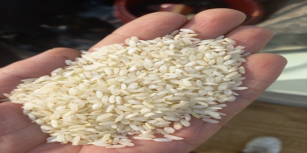 تصویر 2 از خرید برنج چمپا ممتاز + قیمت فروش استثنایی